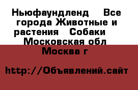 Ньюфаундленд  - Все города Животные и растения » Собаки   . Московская обл.,Москва г.